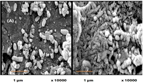 Figure 2. Surface Morphology Carbon steel C1018 (A) and Ni-Zn-P alloy coating (B) after 28 days of immersion in artificial seawater