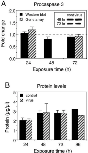 FIG. 6. Cell viability was not altered by viral infection at 72 h. (A)Western blot analysis for procaspase 3 at indicated times postinfection.
