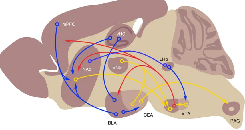 Figure 1. Brain circuits involved in fear perception. Simplified scheme depicting different 