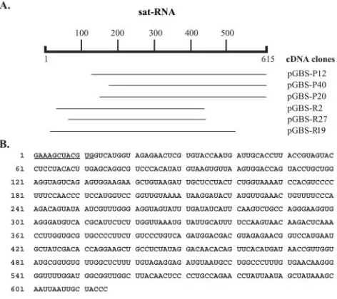 FIG. 3. cDNA synthesis and sequencing of BBSV satellite RNA.(A) Sequencing strategy using cDNA plasmids (pGBS-P12, pGBS-P40,
