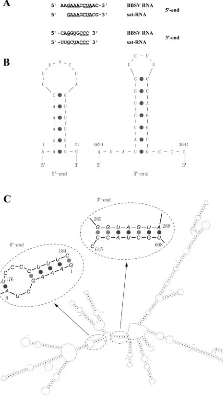 FIG. 4. Comparison of structures of BBSV satellite and genomicRNAs. (A) Terminal sequences of BBSV RNA and satellite RNA.