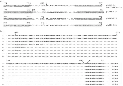 FIG. 5. Junction sequences of multimeric sat-RNAs. (A) Sequences of cDNA clones obtained by 5�the 603-nt sequence determined from the cloned plasmids are highlighted with bold italic letters