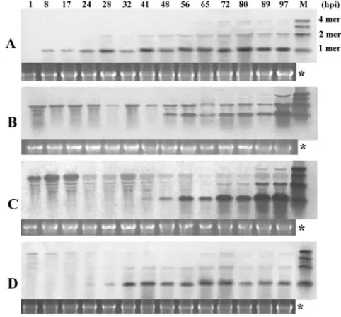 Fig. 8, the dimeric forms accumulated at lower levels than