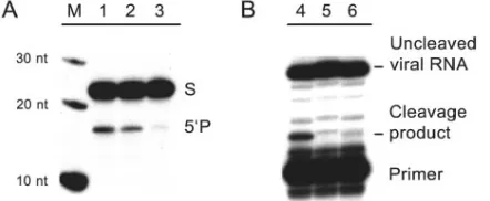 FIG. 4. Biochemical analysis of biological transcripts. (A) Activityof ribozymes expressed within cells