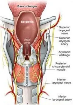 Figure 1: LATERAL VIEW OF LARYNX 