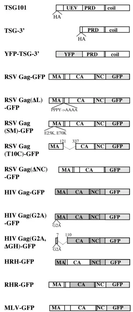 FIG. 1. Vectors used in this study. HRH-GFP and RHR-GFP arechimeras of RSV Gag and HIV Gag