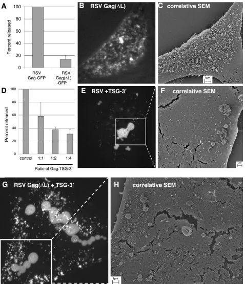 FIG. 2. RSV Gag sequestration by TSG-3�Fluorescence-merged Z sections of cells transfected with a mixture of DNAs at the ratios indicated