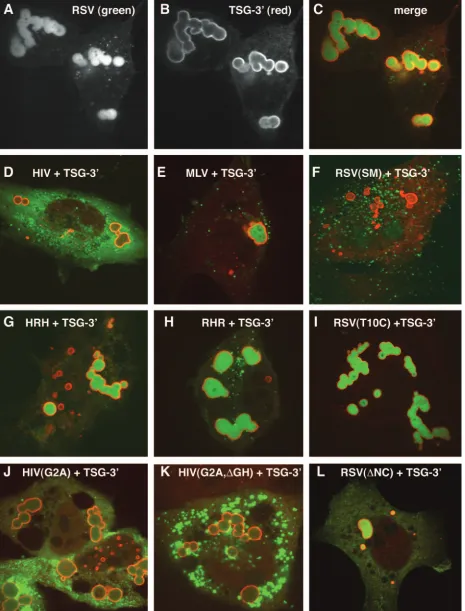 FIG. 3. Recruitment of Gag proteins by TSG-3�(B) Immunoﬂuorescence visualization of the HA tag of TSG-3to individual GFP or YFP-tagged Gag vectors