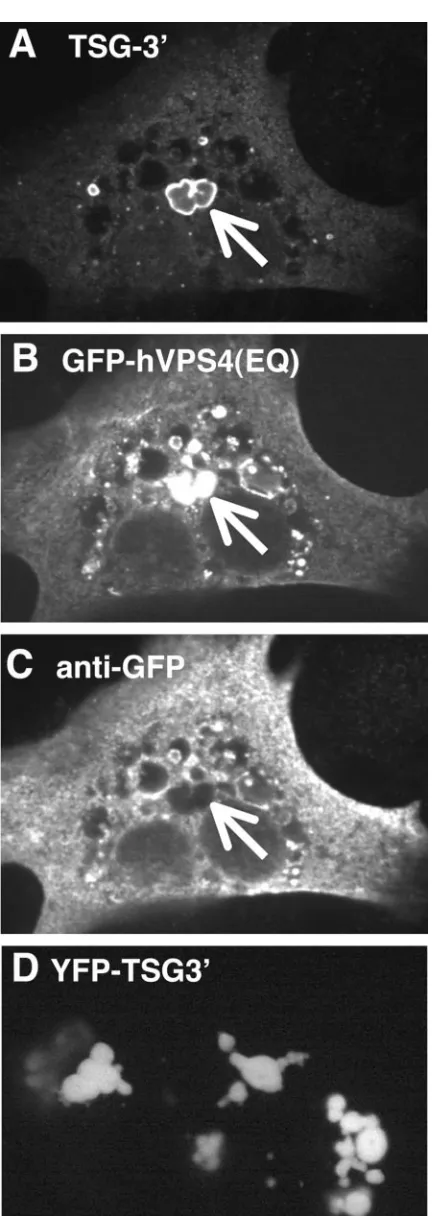 Fig. S2 in the supplemental material), nuclei (DAPI) (see Fig.