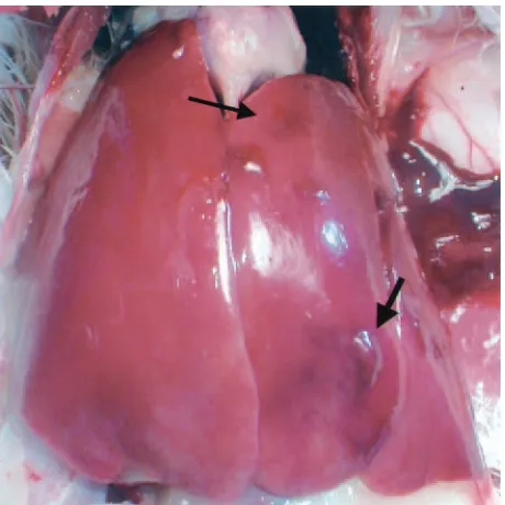 TABLE 5. Microscopic liver lesions in control, oronasal, and i.v. group chickensa