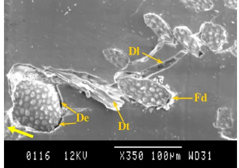 Fig. 9:c) 200N, 6.72km and 200N at different sliding distances for wet contact  Micrographs of T-BFRP composite under 70N condition 