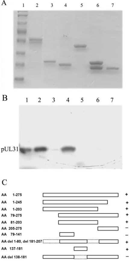 FIG. 1. Mapping of regions of ULthe use of Sepharose beads, electrophoretically separated, and stainedwith Coomassie blue