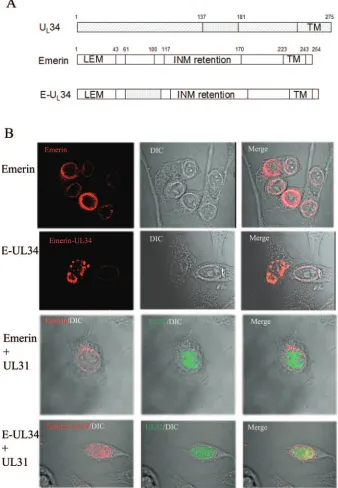 FIG. 3. (A) Schematic diagram of emerin, pUL31-speciﬁc rabbit polyclonal antibody. Bound antibodies were detected with TexasLThe ﬁnal chimera (E-UL34) contains the putative pUdiagrams indicate the amino acids delimiting the domains