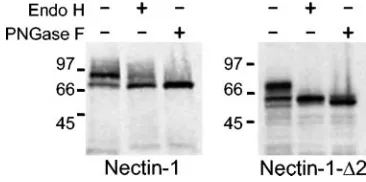 FIG. 1. Structure, HSV entry activity, and cell surface expression of nectin-1-�amino acid numbering (based on GenBank reference sequence NP_002846) shown below