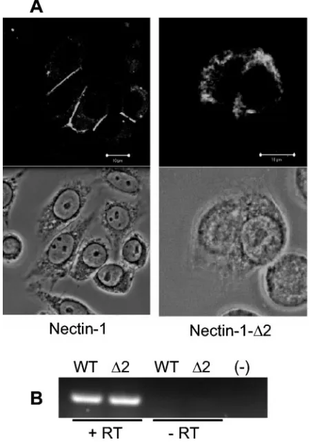 FIG. 3. Cellular localization and expression of nectin-1 and nectin-2. (A) CHO-K1 cells were transfected with plasmids expressing