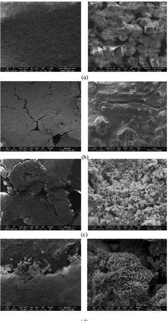 Figure 8.  SEM images of specimens after different times of exposure to reclaimed water
