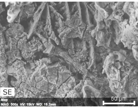 Figure 8. SEM micrograph showing characteristics on the corroded surface of alloy immersed in seawater solution at pH 14