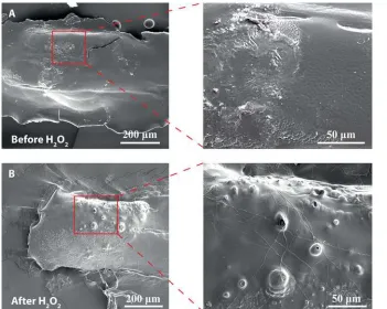 Figure 5: SEM images of the main body and catalase engine part of a SPMS after pores are formed due to bubble release
