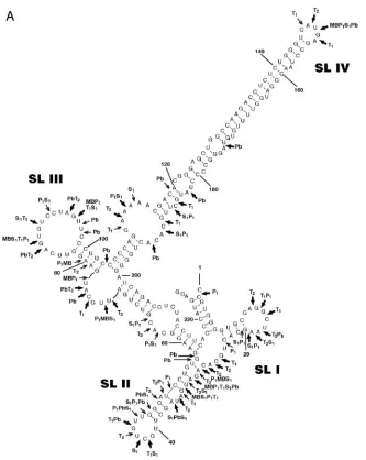 FIG. 1. Secondary structure of RTE. (A) The secondary structure of RTE is modeled using the mfold program and modiﬁed by experimentaldata