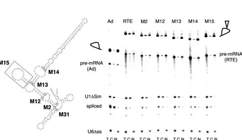 FIG. 2. Family of RTE-related elements in the mouse genome. (A) Alignment of the consensus sequences of RTE (group A) and of theRTE-related groups B, C, and D