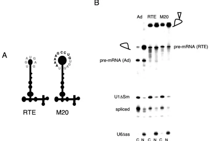 FIG. 4. Analysis of RTE mutants by gagthe RTE, or the RTE mutant indicated, was transfected into HeLa-derived HLtat cells