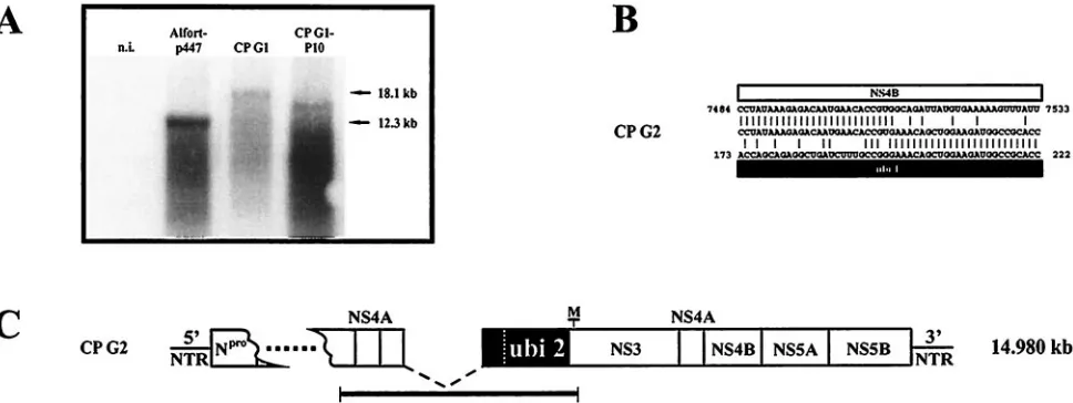 FIG. 5. Genetic stability of CP G1. (A) Northern blot analysis of total RNA from noninfected (n.i.) SK6 cells and SK6 cells infected with noncpCSFV Alfort-p447 as well as cp CSFV CP G1 from the 1st (CP G1) and 10th cell culture passage (CP G1-P10)