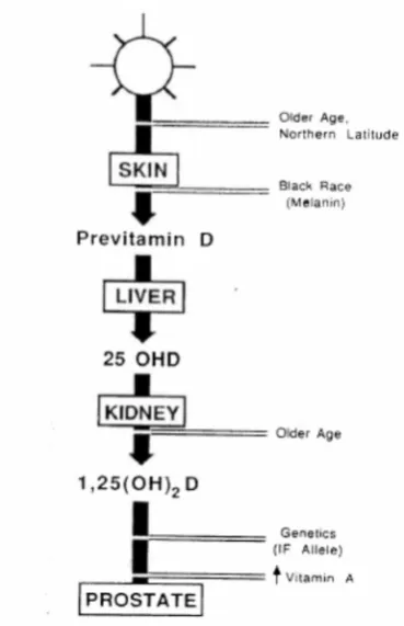 Figure 2: Hypothesised model of prostate cancer in relation to  