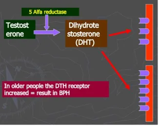 Figure 4 : Pathogenesis of BPH 