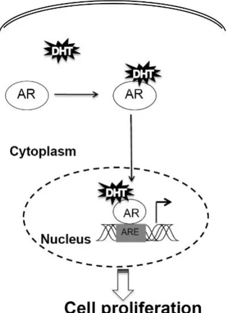 Figure 5: DHT and nuclear transcription. 
