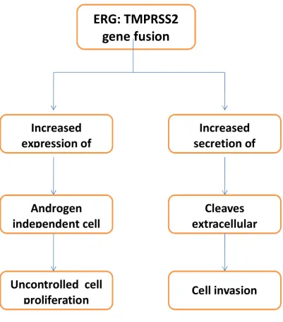 Figure 6: Pathogenesis of prostatic carcinoma 