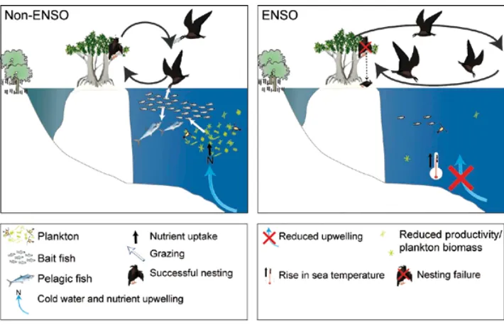 Figure 14.1 Breeding success of seabirds has been impacted by environmental changes associated with ENSO events; for example, reduced primary productivity of plankton can lead to reductions in food availability for hatchlings