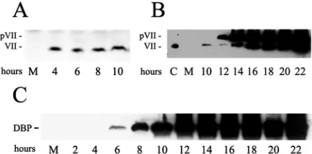 FIG. 1. Appearance of input protein VII and new synthesis of pre-VII and mature protein VII during infection