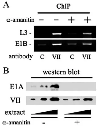 Figure 2B shows that greater than 7% of the input DNA was