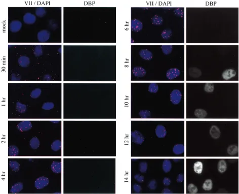 FIG. 7. Protein VII dot localization throughout infection. HeLa cells were infected for the indicated times at a MOI of 20