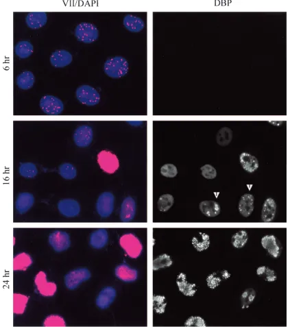FIG. 8. Protein VII dot localization at late times. HeLa cells were infected for the indicated times at a MOI of 20
