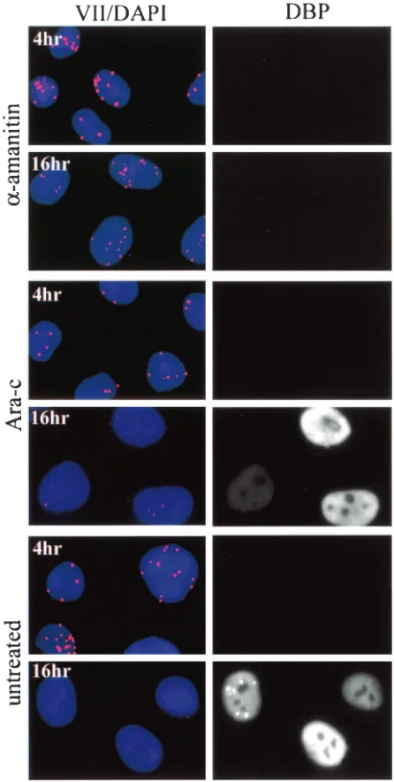 FIG. 9. Disappearance of nuclear dots requires RNA synthesis butnot DNA synthesis. HeLa cells were infected for the indicated times