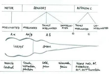 Figure 1 - Simplified view of the peripheral nervous system 