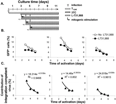 FIG. 7. Decay of integration-competent HIV-1 in resting CD4�full-length, integration-competent viral DNA by blocking integration with L-731,988 upon T-cell activation