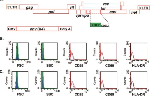 FIG. 1. In vitro model of acutely infected resting CD4�Enhanced GFP was inserted in frame into the HIV-1Translation is initiated at theof GFP