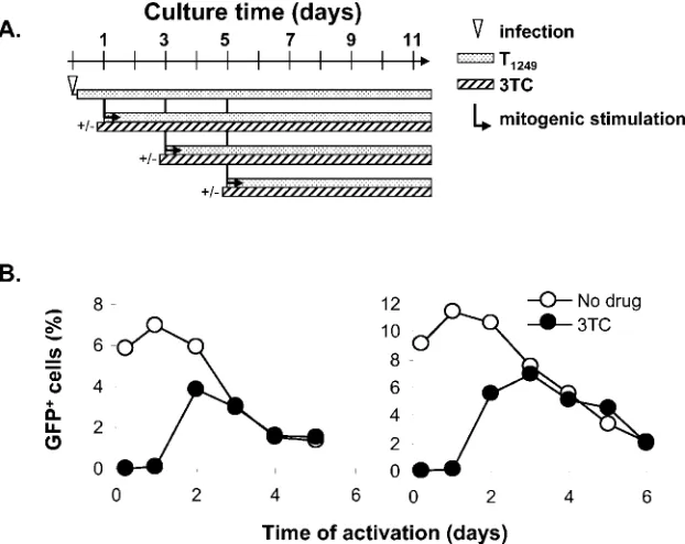 FIG. 3. Decay of HIV-1 before the completion of reverse transcription. (A) Experimental strategy for measuring the kinetics of HIV-1 decayin relation to the completion of reverse transcription