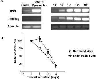FIG. 5. Delay of viral decay in resting CD4�through NERT. Resting CD4spin-inoculation and nascent viral DNA was analyzed by PCR with primers that detect early reverse transcripts (R-U5), late reverse transcripts(LTR-Gag), or the cellular gene albumin