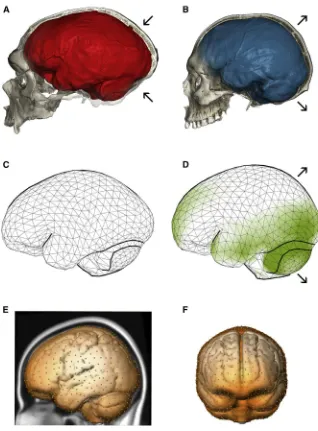 Figure 1. Endocranial Shape Differencesbetween Neandertals and Modern Humans(A) CT scan of the Neandertal fossil from LaChapelle-aux-Saints with a typical elongated en-docranial imprint (red).(B) CT scan of a modern human showing thecharacteristic globular endocranial shape (blue).Arrows highlight the enlarged posterior cranialfossa (housing the cerebellum) as well as bulging ofparietal bones in modern humans compared toNeandertals.(C) Average endocranial shape of adult Neander-tals; each vertex of the surface corresponds to asemilandmark.(D) Average endocranial shape of modern humans.Areas shaded in green are relatively larger inmodern humans than in Neandertals.(E and F) The semilandmarks used to quantifyoverall endocranial shape from MRI scans of livingpeople shown on the MNI 152 template in lateraland frontal views, respectively.