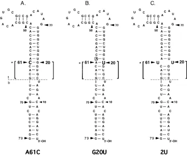 FIG. 7. Nucleotide sequences of the long stem and loop of 3�indicates the boundary between the top (t) and bottom (b) portions of the wt WN virus 3nucleotide sequences is indicated by brackets and an asterisk to the left