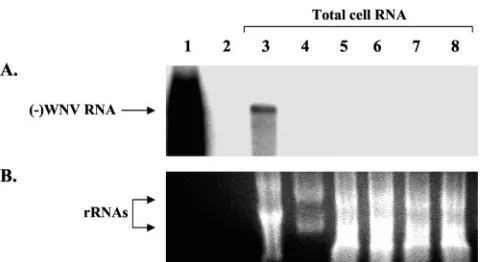 FIG. 11. (A) Northern hybridization analysis of negative-strandWN RNAs in cells transfected by wt and lethal mutant RNAs