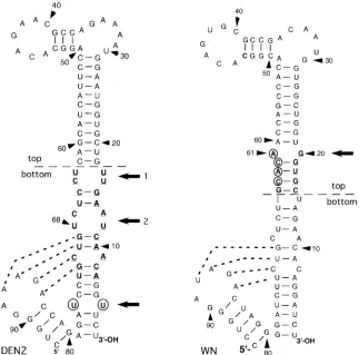 FIG. 1. The 3�SL is shown on the right. Nucleotides are numbered in 3-terminal 93-nt sequence of the DEN2 strain NGC 3�SL is shown on the left, and the 95-nt sequence of the WN virus strain 956-to-5 direction from the 3 terminus of genome RNA in both cases