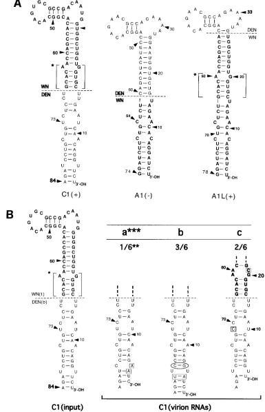 FIG. 3. (A) Nucleotide sequences of mutant 3�wt WN virus nt 80 to 95 (Fig. 1) are shown
