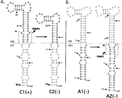 FIG. 4. Nucleotide sequences of the long stem-loop structures of 3�comparison to WNmutC1 and WNmutA1 3Roman type, nucleotides derived from the wt DEN2 3and an asterisk