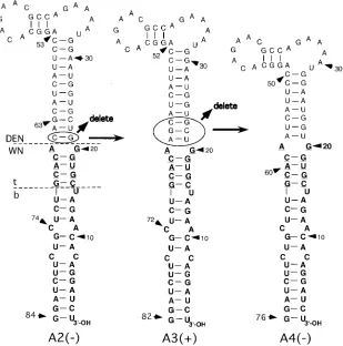 FIG. 5. Derivation of the 3�derived from the wt WN virus 3indicate that the G21-C65 base pair (enclosed by an oval) was deleted from the A2 361 to 63) (enclosed by an oval) were deleted from the A3 nucleotide sequence to generate the A4 3lines indicate, re