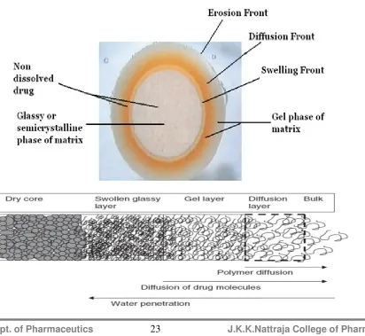 Fig.3. Schematic of a swelled hydrophilic polymer matrix showing different fronts 