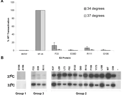 FIG. 6. (A) Group 3 E2 proteins are temperature sensitive for transactivation. CV-1 cells were electroporated with E2 expression plasmidsindicated and an E2-responsive luciferase plasmid and cultured at either 34 or 37°C